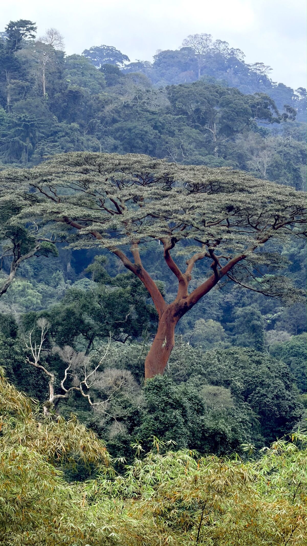Árvore gigante na Floresta do Maiombe